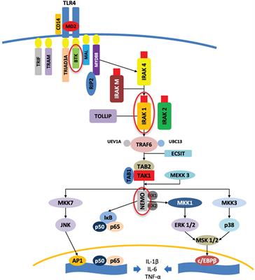 The Acid–Base Balance and Gender in Inflammation: A Mini-Review